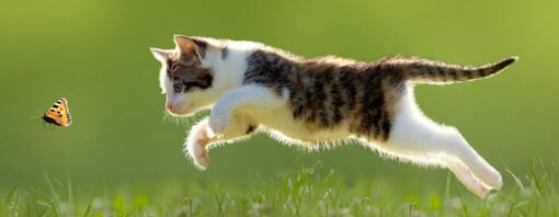 chat essayant d'attraper un papillon