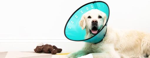 Golden Retriever portant un cône en plastique