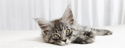 petit chaton allongé sur un lit blanc