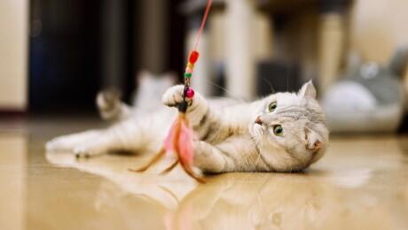 chaton jouant avec un jouet en plumes