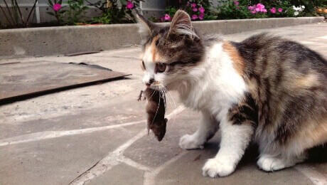 chaton avec une proie