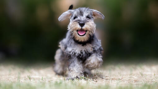 chiot schnauzer jouant dehors