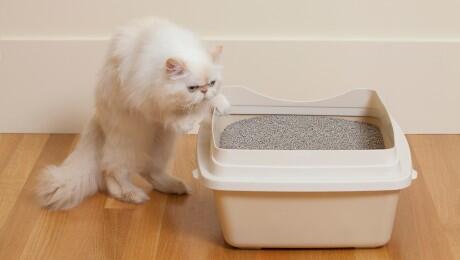 chat persan et bac à litière