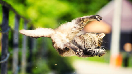 le chat en l'air