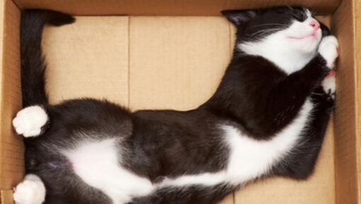 chat noir et blanc dans la boîte