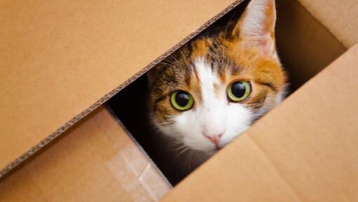 chat roux à l'intérieur de la boîte