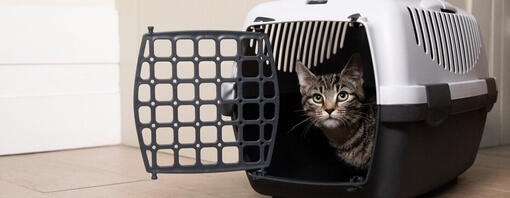 Chaton assis dans une cage pour chat