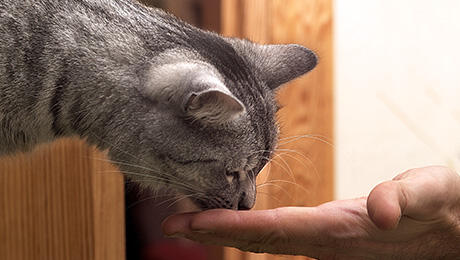 chat mangeant une friandise