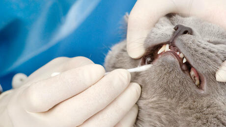 Vétérinaire vérifiant les dents du chat