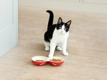 Chat noir et blanc avec de la nourriture pour chat dans des bols