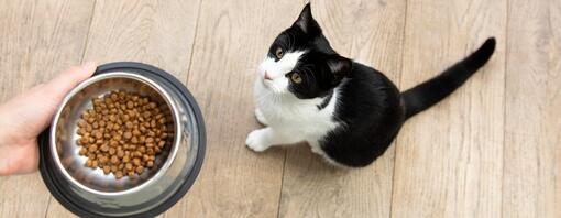 Chat regardant le bol