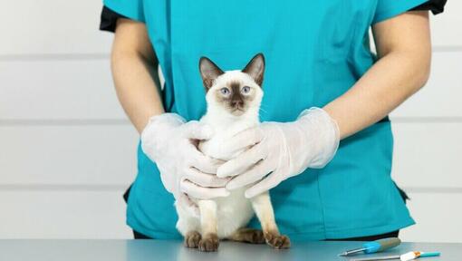 Chat siamois à fourrure claire sur table vétérinaire