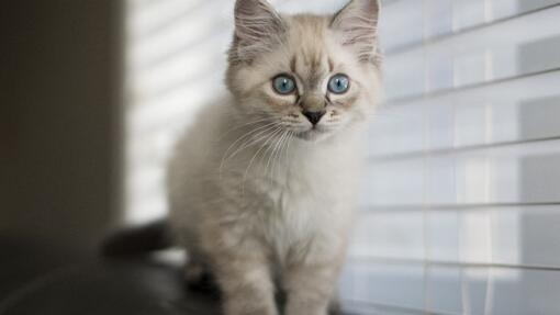 Chaton blanc assis sur le dessus d'un canapé