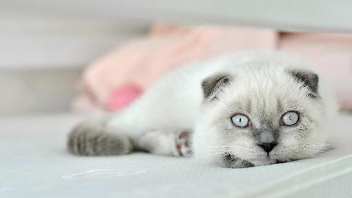 Chat domestique Scottish fold blanc couché dans son lit.