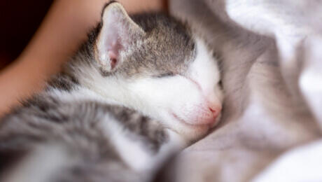 Un petit chaton endormi sur son propriétaire