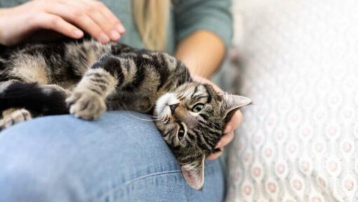 La propriétaire caresse son chat sur ses genoux.