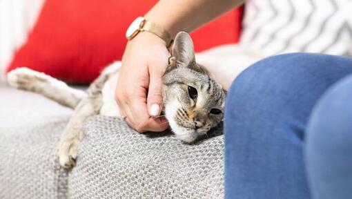 Femme caressant le chat sur le canapé