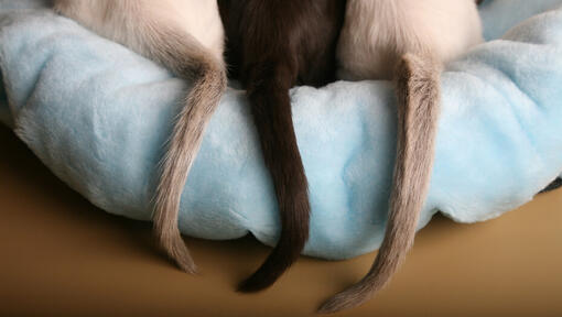 Trois queues de chat sur un lit pour chat bleu clair