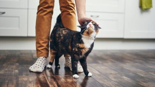 Chat marchant entre les jambes du propriétaire tout en se faisant caresser.