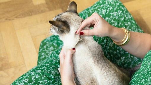 Toilette de votre chat : Contrôles hebdomadaires supplémentaires