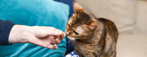 Friandises et collations plaisirs pour chats et chatons 