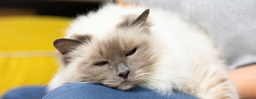 Tout comprendre sur la stérilisation des chatons et des chats