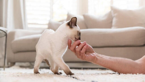 Le lait est-il considéré comme une friandise pour chat ?