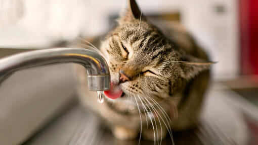 Y a-t-il des chats qui aiment l’eau ?