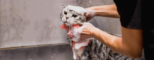 Pourquoi les chats détestent-ils l’eau ?