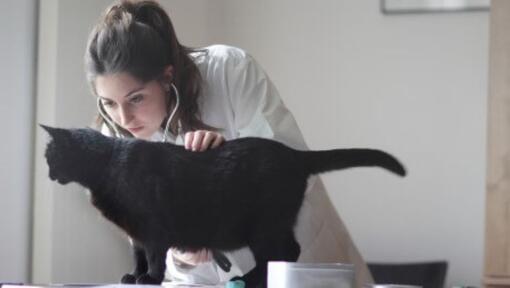 vétérinaire et chat