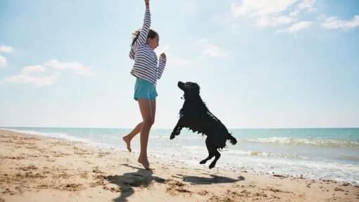 fille et chien jouant sur la plage