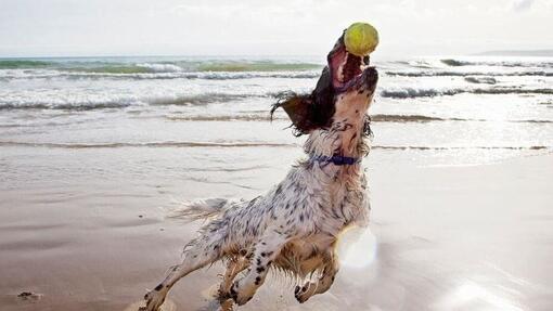 un chien joue avec une balle sur la plage
