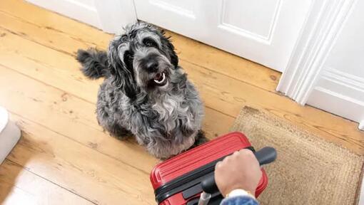 le chien est assis près de la valise