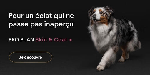 Pour un éclat qui ne passe pas inaperçu - Pro Plan Skin & Coat +