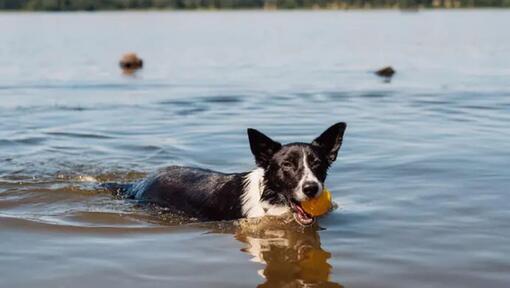 chien qui nage