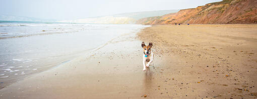 le chien court sur la plage