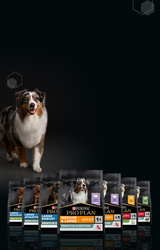 Choisissez une nutrition de haute qualité pour votre chien.