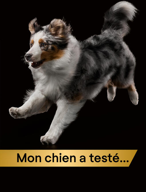 Mon chien a testé