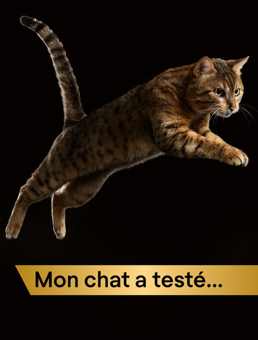 Mon chat a testé