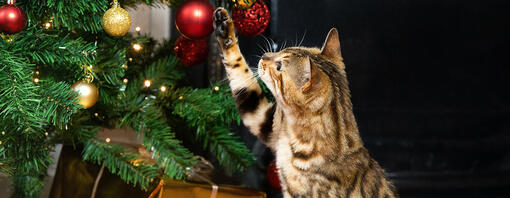 chat qui joue avec les décorations de Noel
