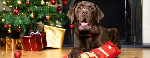 chien avec un cadeau de Noel