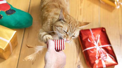 chat qui joue avec un cadeau