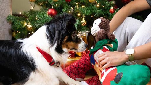 chien qui reçoit son cadeau