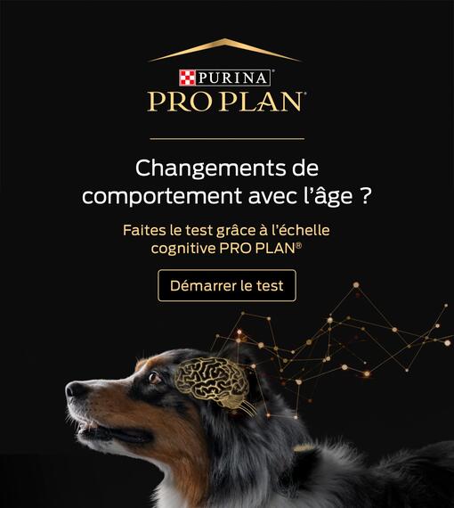 bannière pour chien