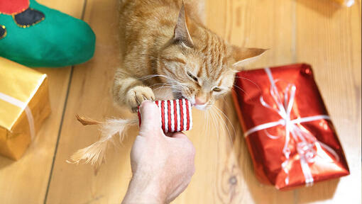 chat qui joue avec un cadeau