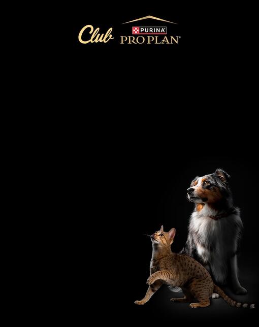 Pro Plan Chat et Chien