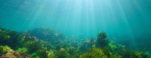 ocean