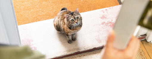 Chat assis sur le pas de la porte alors que la porte s'ouvre