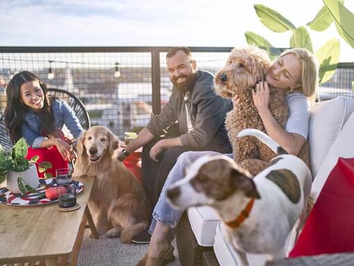 Un groupe de personnes passant du temps avec leurs chiens sur un toit terrasse avec une vue panoramique sur la ville.