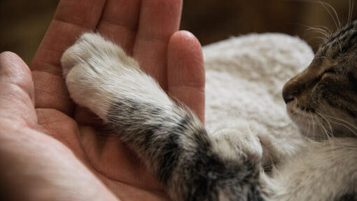 Propriétaire tenant la patte de son chat.